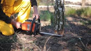 Best Grass Overseeding  in Country Clu, CA