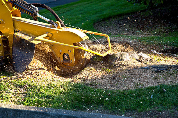 Best Lawn Renovation and Restoration  in Country Clu, CA