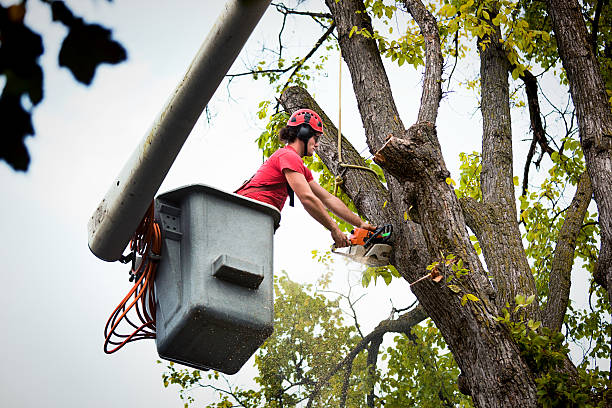 Reliable Country Clu, CA Tree Removal Solutions