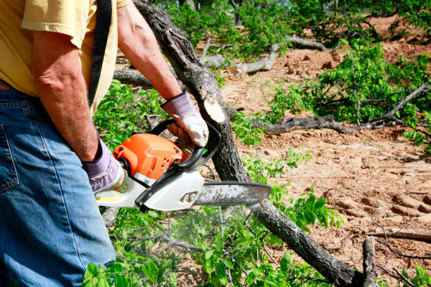 Seasonal Cleanup (Spring/Fall) in Country Clu, CA